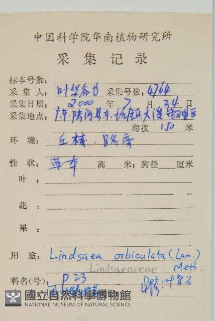 圓葉陵齒蕨藏品圖，第2張