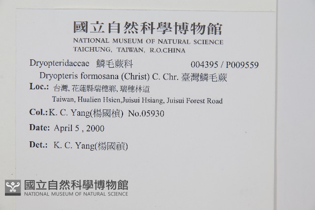 臺灣鱗毛蕨藏品圖，第2張