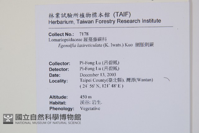 網脈刺蕨藏品圖，第2張