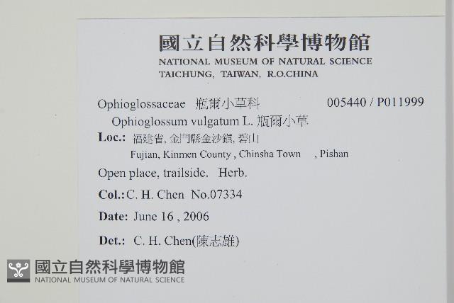 狹葉瓶爾小草藏品圖，第2張