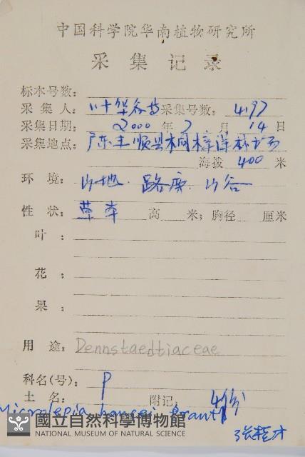 華南鱗蓋蕨藏品圖，第2張