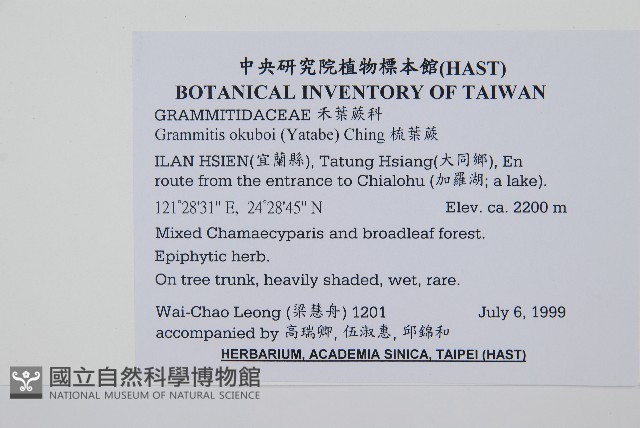 梳葉蕨藏品圖，第2張