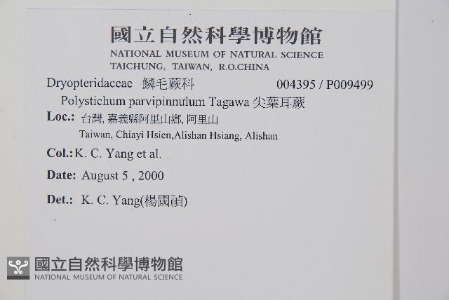 尖葉耳蕨藏品圖，第2張