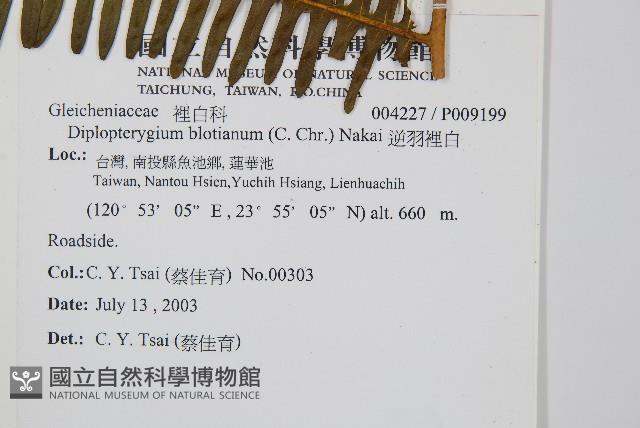 逆羽裡白藏品圖，第2張
