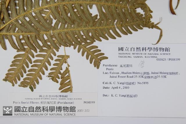 傅氏鳳尾蕨藏品圖，第2張