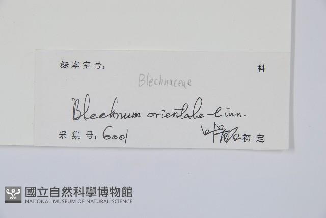 烏毛蕨藏品圖，第2張