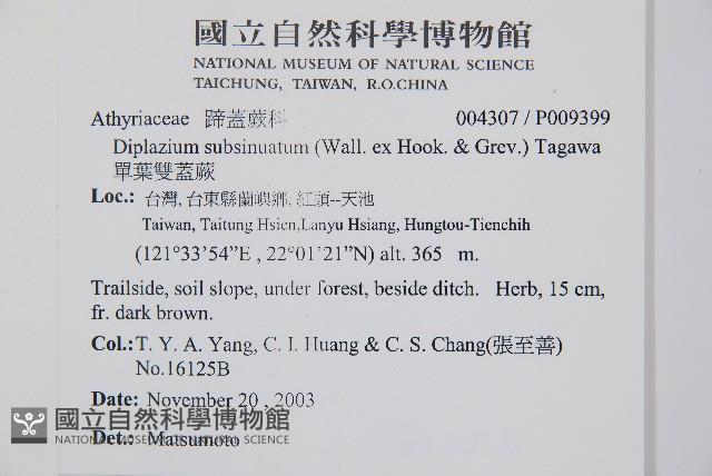 單葉雙蓋蕨藏品圖，第2張