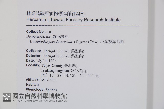 小葉複葉耳蕨藏品圖，第2張