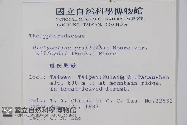 威氏聖蕨藏品圖，第2張