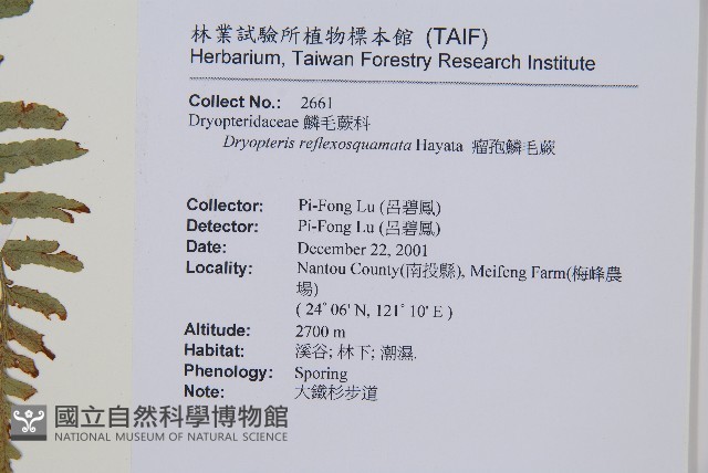 逆鱗鱗毛蕨藏品圖，第2張