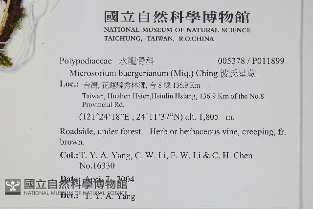 波氏星蕨藏品圖，第2張