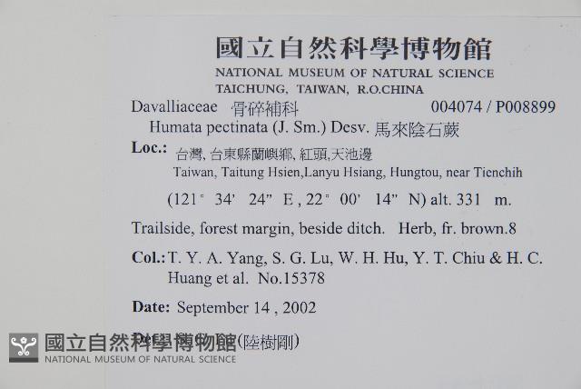 馬來陰石蕨藏品圖，第5張