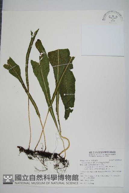 萊氏線蕨藏品圖，第1張