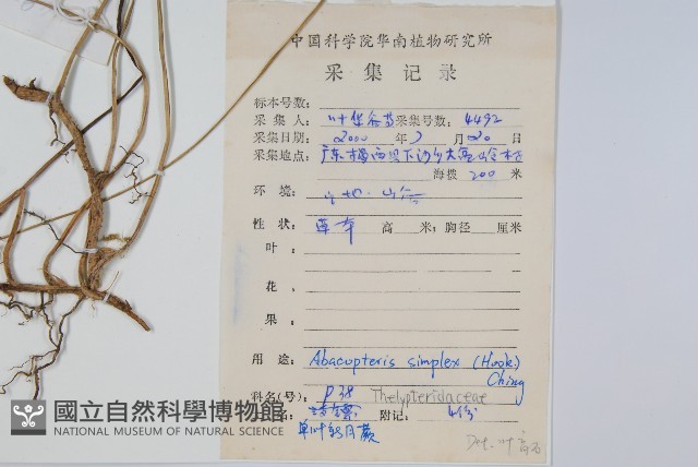 單葉新月蕨藏品圖，第2張