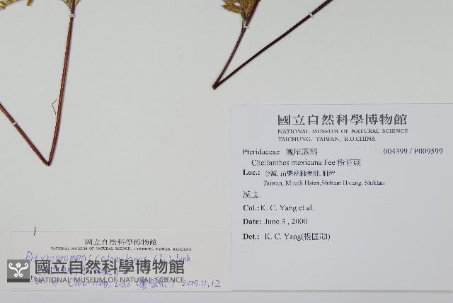 粉葉蕨藏品圖，第2張