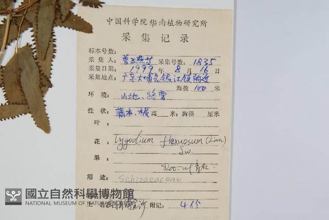 曲軸海金沙藏品圖，第2張