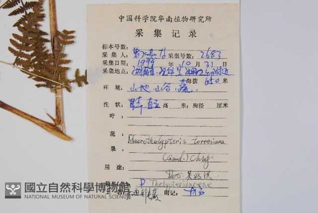 大金星蕨藏品圖，第2張