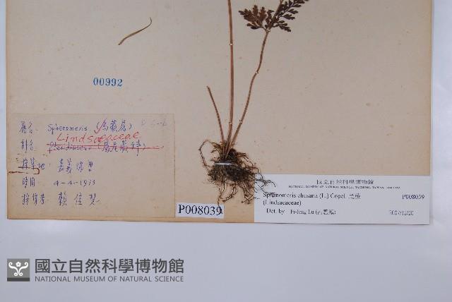 烏蕨藏品圖，第2張