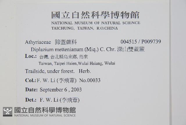 深山雙蓋蕨藏品圖，第2張