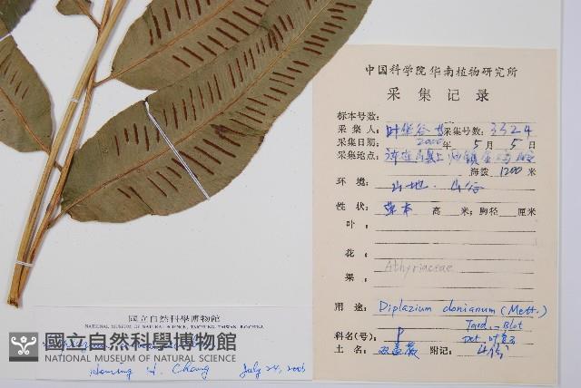 厚葉雙蓋蕨藏品圖，第2張