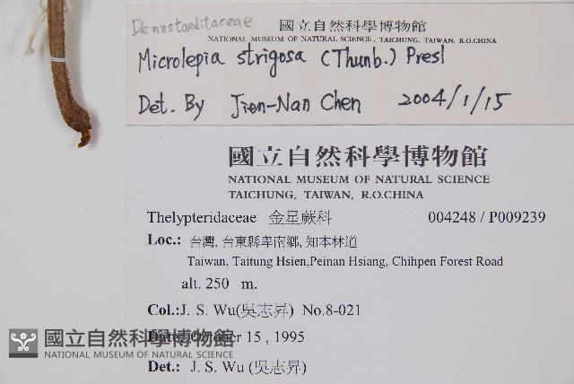 粗毛鱗蓋蕨藏品圖，第5張