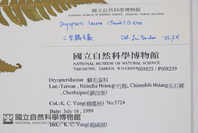 二型鱗毛蕨藏品圖，第2張