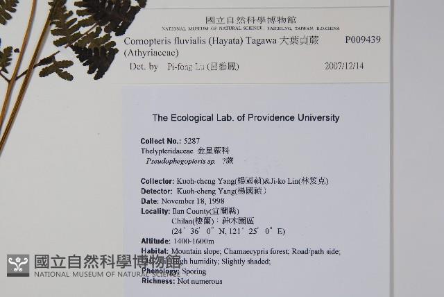 大葉貞蕨藏品圖，第2張
