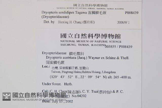 落鱗鱗毛蕨藏品圖，第2張