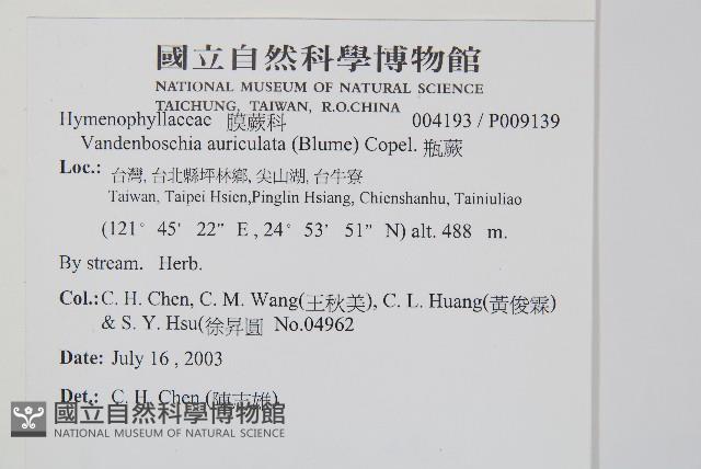 瓶蕨藏品圖，第2張