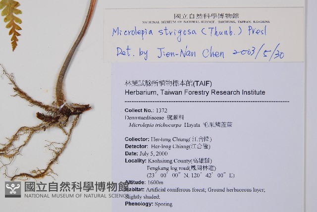 粗毛鱗蓋蕨藏品圖，第2張