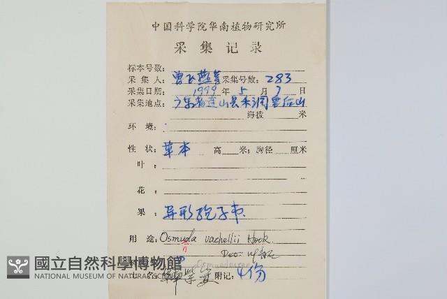 華南紫萁藏品圖，第2張