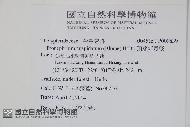 頂芽新月蕨藏品圖，第2張