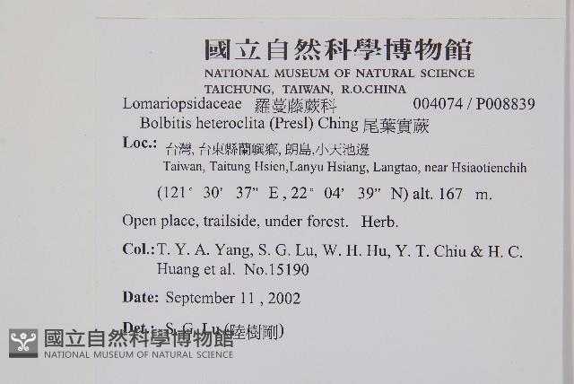 尾葉實蕨藏品圖，第2張