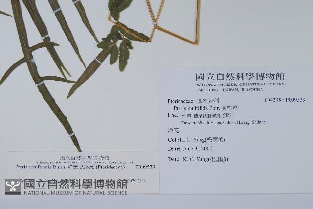 箭葉鳳尾蕨藏品圖，第2張