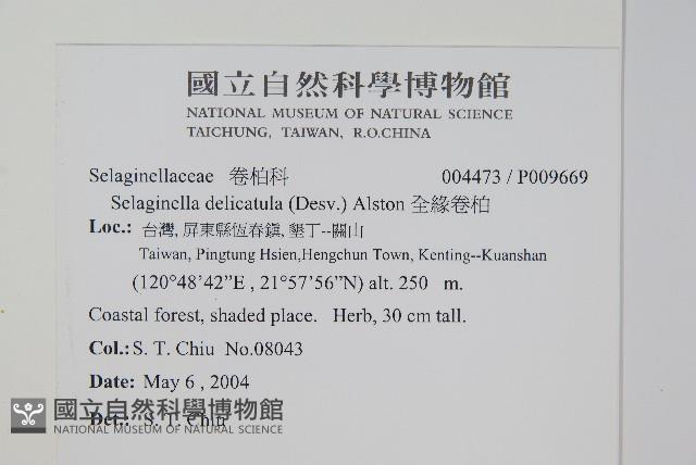 全緣卷柏藏品圖，第2張