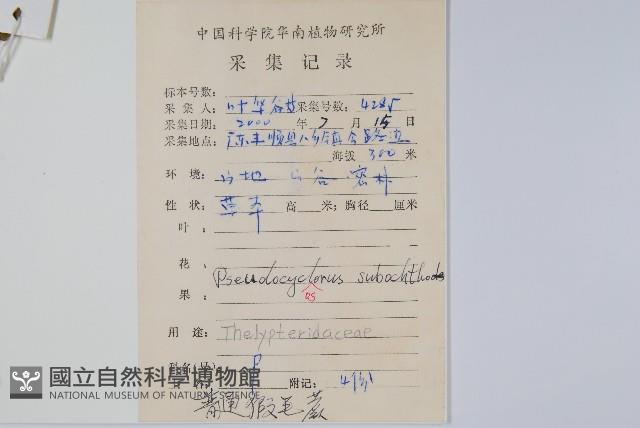 普通假毛蕨藏品圖，第2張