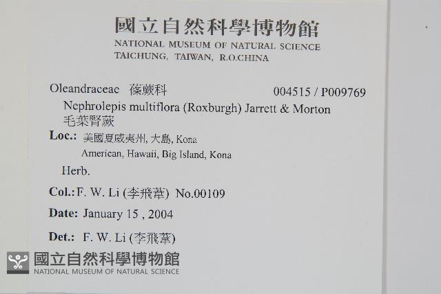 毛葉腎蕨藏品圖，第2張