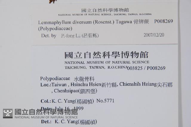 骨牌蕨藏品圖，第2張