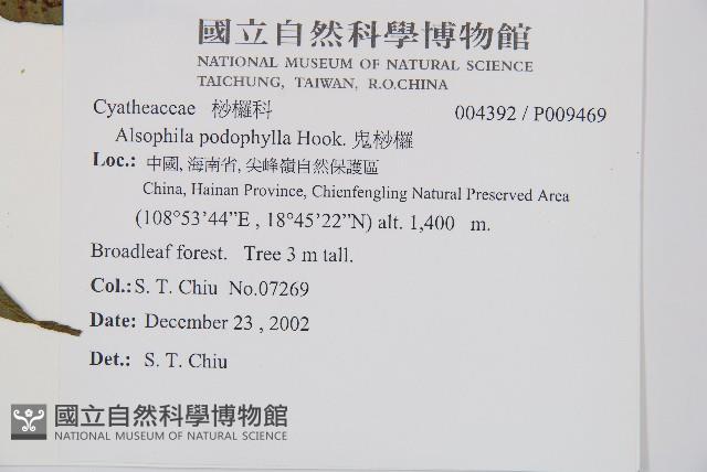 鬼桫欏藏品圖，第2張