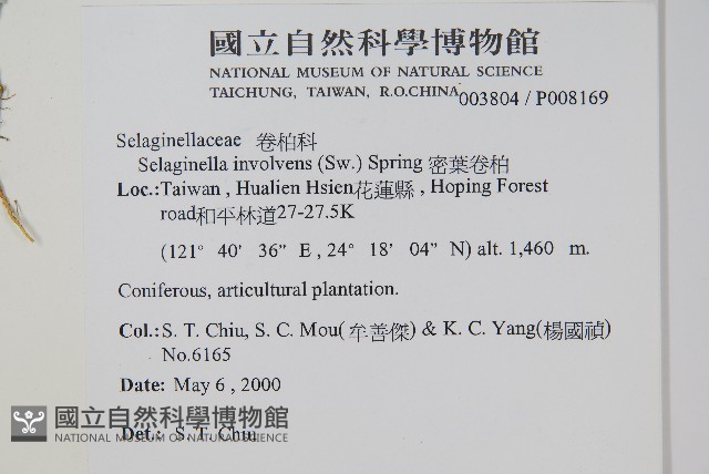 密葉卷柏藏品圖，第2張