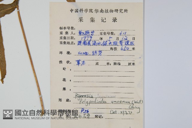 友水龍骨藏品圖，第2張