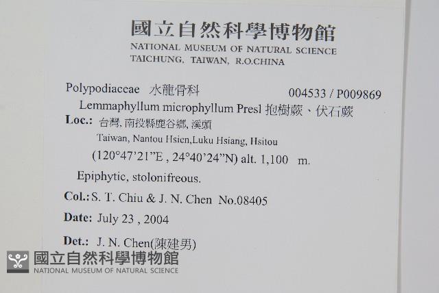 抱樹蕨、伏石蕨藏品圖，第2張