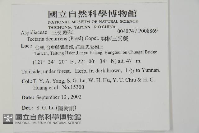 翅柄三叉蕨藏品圖，第2張