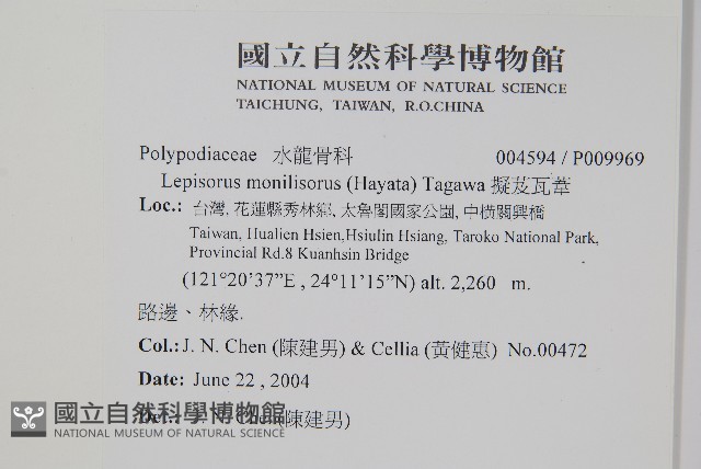 擬芨瓦葦藏品圖，第2張
