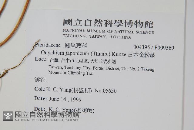 日本金粉蕨藏品圖，第2張