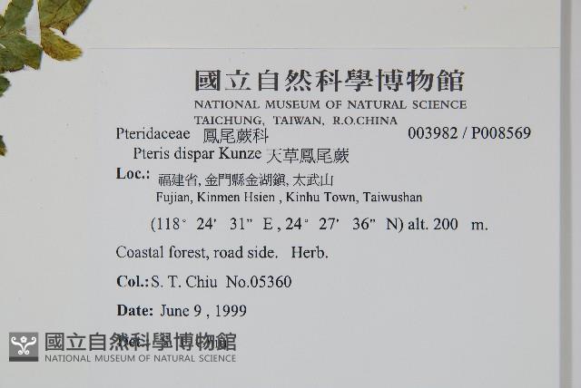 天草鳳尾蕨藏品圖，第2張