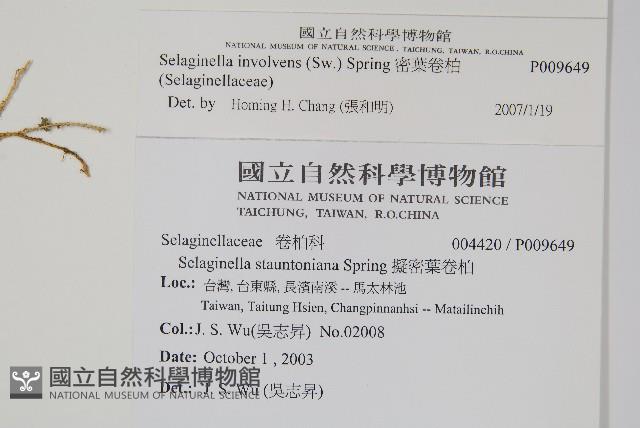 密葉卷柏藏品圖，第2張