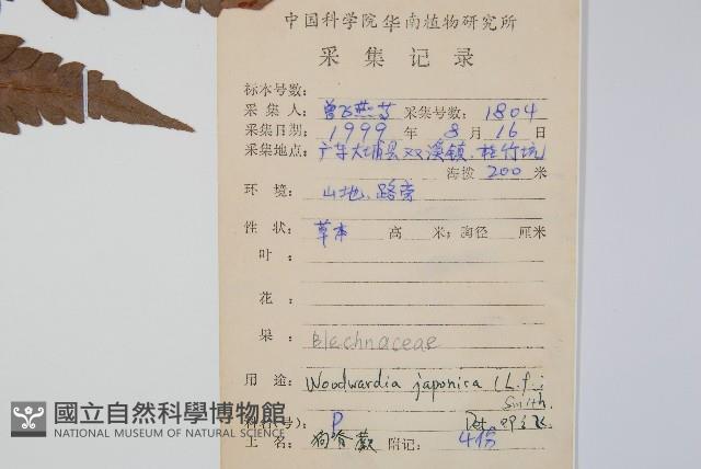 日本狗脊蕨藏品圖，第2張