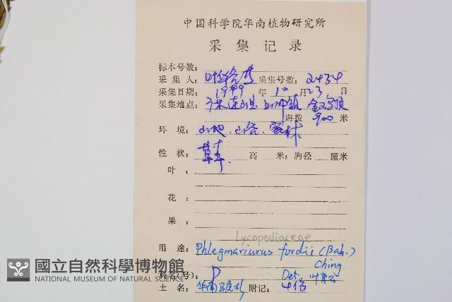 華南馬尾杉藏品圖，第2張