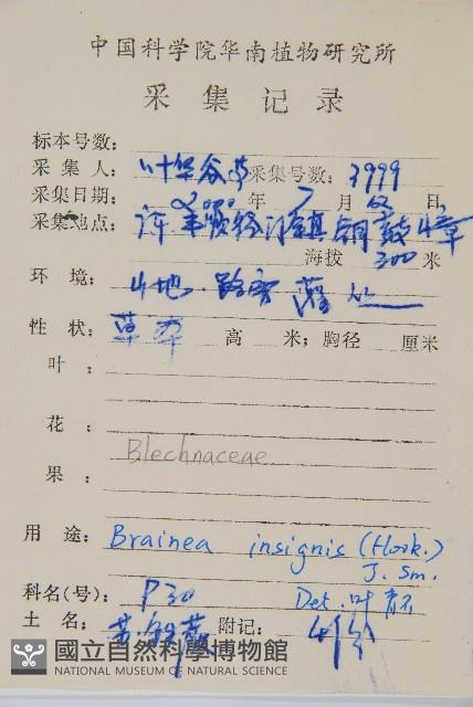 蘇鐵蕨藏品圖，第2張